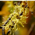 Witch Hazel